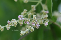 Vitex altissima